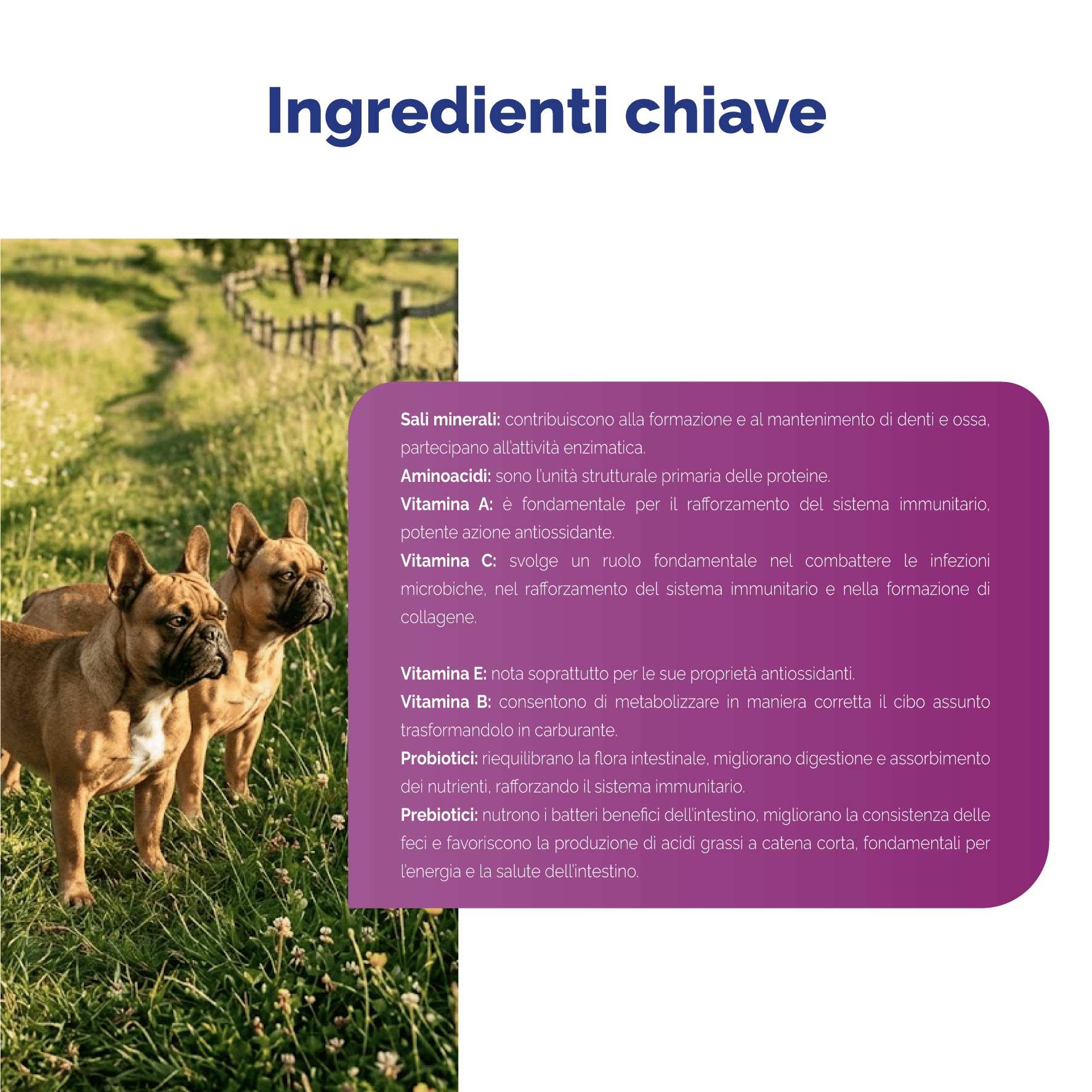 Multi-Vet Complex Cane - immagine 5