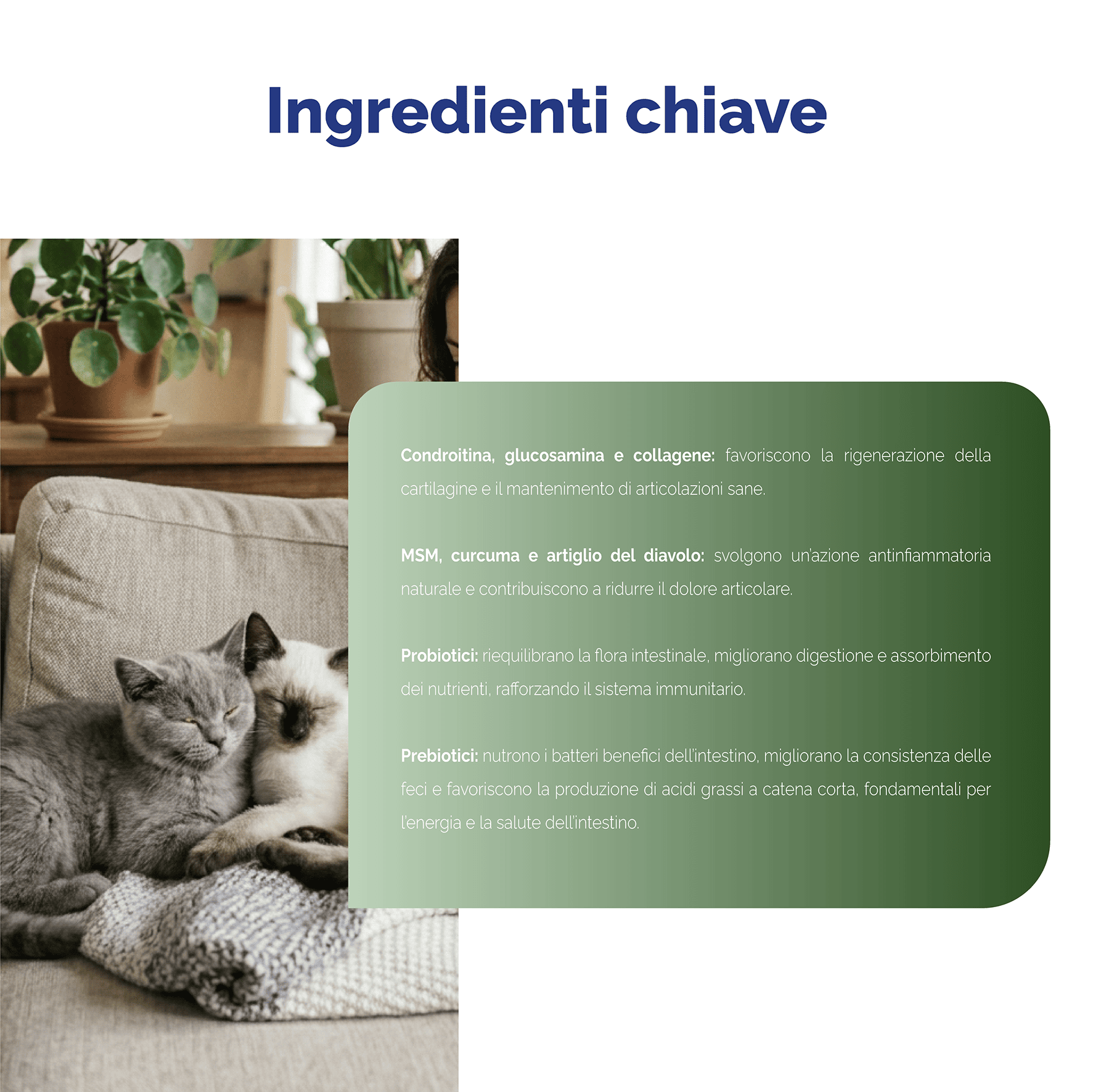 Arto-Vet Flex Gatto - immagine 5