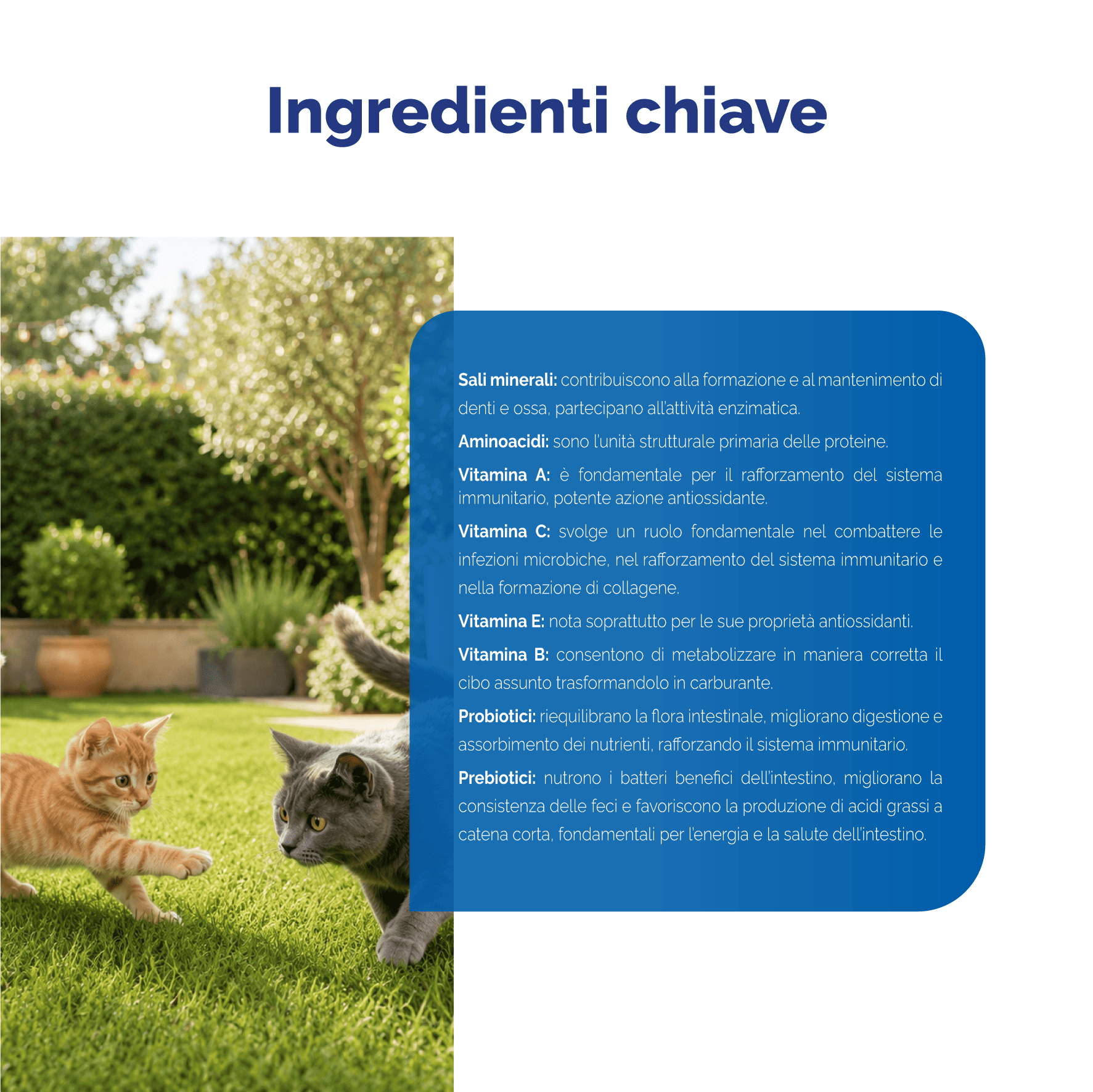 Multi-Vet Complex Gatto - immagine 5